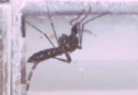 Dengue virus makes mosquitos bite more often to better transmit disease